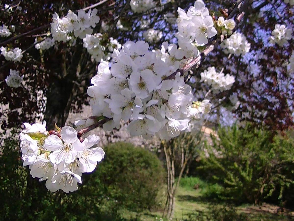 Domaine De L'Estuaire Hotel Saint-Thomas-de-Cônac Eksteriør billede